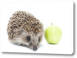   Постер Hedgehog and Apple