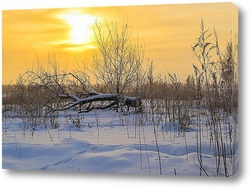   Постер Поваленное дерево на снегу