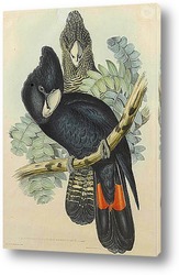   Постер Птицы