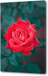  Постер Beautiful red rose flower, closeup	