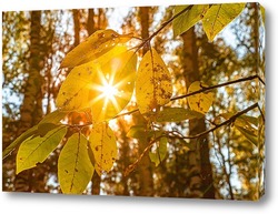   Постер Кленовый, осенний лист, с просвечивающими лучами солнцу.