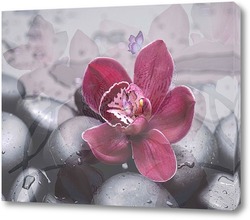   Постер Орхидея на камнях