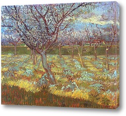   Картина Цветущие абрикосовые деревья