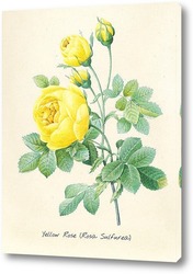   Постер Жёлтая роза