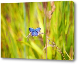   Постер бабочка