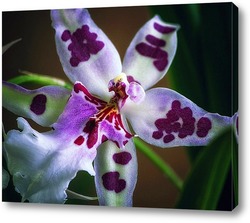   Постер Орхидея одонтоглоссум Пегги Рут Карпентер