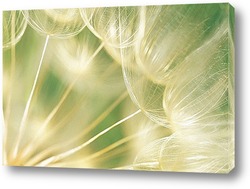  Стручок семян одуванчика на красивом фоне