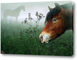   Постер Лошадь в тумане