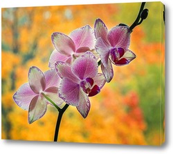   Постер Орхидея и осень
