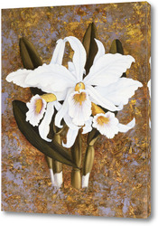   Постер Орхидеи белые