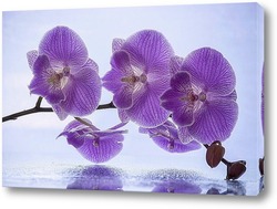   Постер Цветущая ветка розовой орхидеи фаленопсис