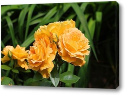    Желтые розы - эмблема разруки 
