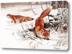   Постер лисы в снегу