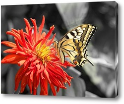   Постер Бабочка на красном цветке
