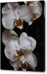   Постер белая орхидея