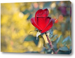   Постер Бархатная роза
