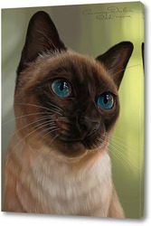   Постер Кошка с голубыми глазами 