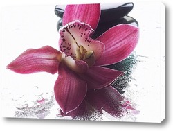   Постер Цветок орхидеи на мокром стекле