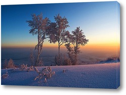   Постер Заснеженные деревья на восходе солнца
