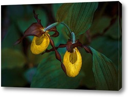   Постер Северная орхидея