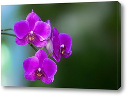  Постер орхидеи