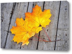   Постер Осенние кленовые листья