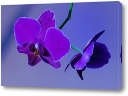  орхидеи