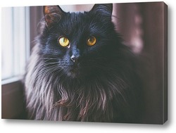   Постер Портрет черной кошки 