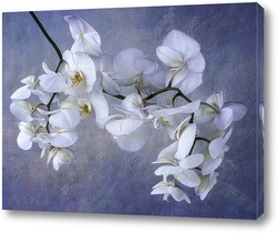   Постер Орхидея белая