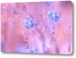   Постер Цветущий лён голубой на розовом фоне. Голубые цветы полевые