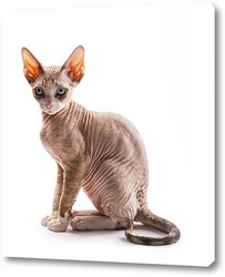   Постер Котёнок породы девон-рекс