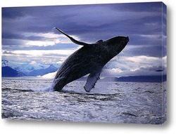   Постер Whale028
