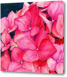  Картина Розовая гортензия