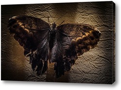   Постер Готическая бабочка