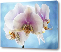  Орхидея дендробиум Са-нук