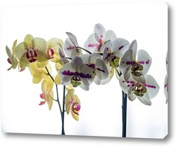  Орхидея на черном