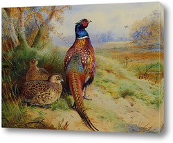   Постер Петух и курица фазана на краю леса