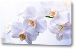  "Орхидеи-фантастические цветы".