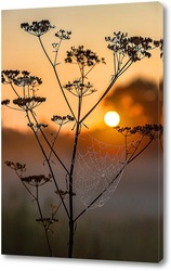   Постер Паутина на стебле растения на фоне заходящего солнца