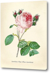  Роза столистная