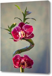   Постер Орхидея  на бамбуке