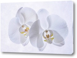   Постер Снежные орхидеи