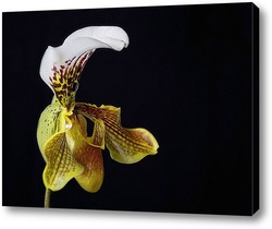    Орхидея Пафиопедилюм Принц крупным планом