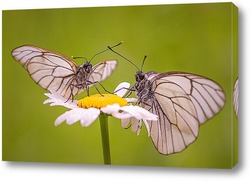   Постер бабочки на цветке ромашки