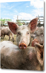   Постер Pig farming raising and breeding of domestic pigs.	