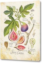   Постер Ботаника. Инжир