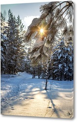   Постер Солнечный ,зимний день в лесу.