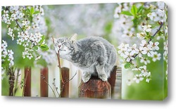   Постер кошка и вишня