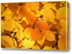   Постер Красивые, жёлтые, осенние листья деревьев