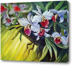   Постер орхидеи